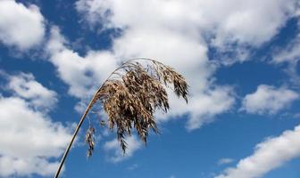 een close-up foto van een droge riettak tegen een blauwe hemelachtergrond.