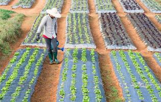 de jonge tuinman foto