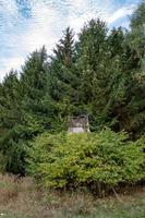 boswachter staan aan de rand van het bos foto