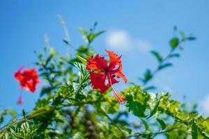 mooie rode bloem hibiscus hawaiiaans op zonnige dag foto