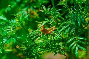 gele rijstsprinkhanen neergestreken op groene bladeren die overdag in de zon zonnebaden, onderorde caelifera hemimetabole insecten cricket foto