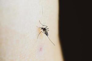 muggen in tropische bossen zuigen bloed op de menselijke huid. foto