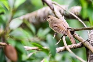 een vogel in het tropische woud van thailand zat op een tak. foto