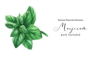 marjolein groene stengeltak. botanische aquarelillustratie, inclusief pad foto