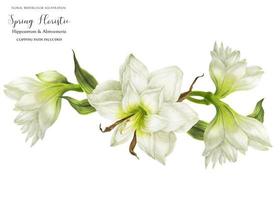 trouwslinger vignet met witte hippeastrum bloemen foto