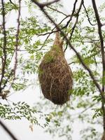 nestvogel wevervogel hangen aan de boom natuur achtergrond foto