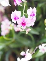 roze, paarse orchideeën dendrobium lindley, orchidaceae, dendrobium phalaenopsis mooi boeket op wazig van de natuur achtergrond foto