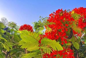 mooie tropische vlamboom rode bloemen flamboyante delonix regia mexico. foto