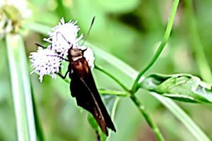 mooie gevleugelde insectendiervlinder met onscherpe achtergrondtextuur foto