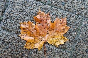 komische stijl schilderij van kleurrijke herfstbladeren voor achtergronden of texturen. foto