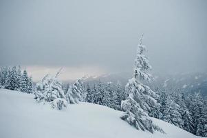 pijnbomen bedekt met sneeuw op de berg chomiak. prachtige winterlandschappen van de karpaten, oekraïne. majestueuze vorst natuur. foto