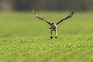 een buizerd vliegt over een groen veld foto