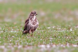 een buizerd zit op een besneeuwd winterveld foto