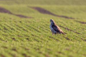 een buizerd zit in het voorjaar op een groen veld foto