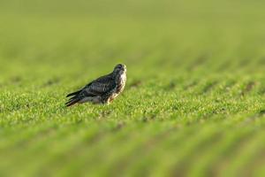 een buizerd zit in het voorjaar op een groen veld foto