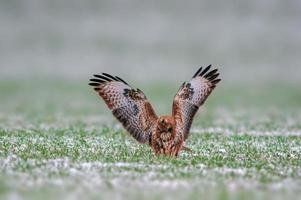 een buizerd zit op een besneeuwd winterveld foto