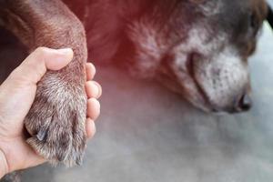 labrador liggend op tafel gecontroleerd door dierenarts foto