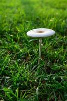 paddenstoelen groeien in grasveld. foto