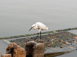 witte zilverreigers in hoofdstad, wild leven in enorme stad foto