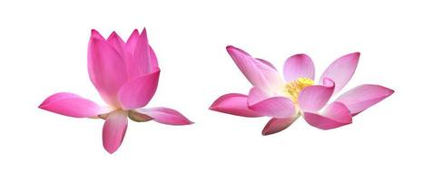 geïsoleerde roze waterlelie of lotusbloem met uitknippaden. foto