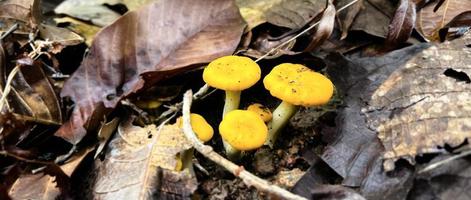 natuurlijke wilde paddenstoelen in Zuidoost-Azië die na regen op de grond in het bos voorkomen en die door mensen kunnen worden geplukt om voedsel te maken. foto