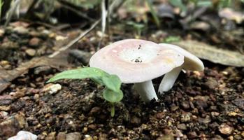 natuurlijke wilde paddenstoelen in Zuidoost-Azië die na regen op de grond in het bos voorkomen en die door mensen kunnen worden geplukt om voedsel te maken. foto