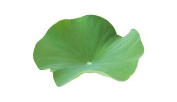 geïsoleerde waterlelie of lotusblad met uitknippaden. foto