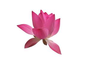 geïsoleerde roze waterlelie of lotusbloem met uitknippaden. foto