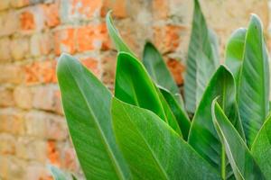 groene bladeren van tropische plant naast loft bakstenen muur. achtergrond textuur foto