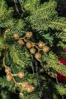 close-up van de kerstboom versierd met gouden kleine balletjes. nieuwjaar achtergrond foto