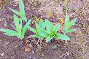 jonge spruit van de eerste lentebloem. schoonheid in de natuur foto