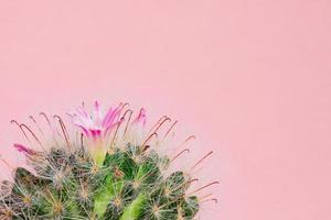 close-up van bloeiende mammillaria bombycina cactus op roze achtergrond. foto