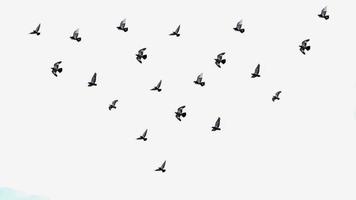 hd mooi beeld van vogels die in de lucht vliegen op geïsoleerde achtergrond. foto