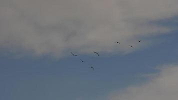 hd-beeld van prachtige lucht en vliegende vogels. foto