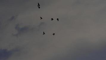 foto van vogels die vliegen bij bewolkt weer.