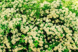 natuurlijke bloemenachtergrond van bloeiende struik met kleine witte bloemen. foto