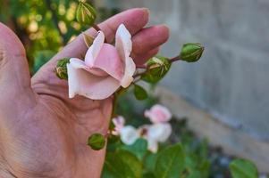 tedere roze knop van roze bloem in de handen van de vrouw foto