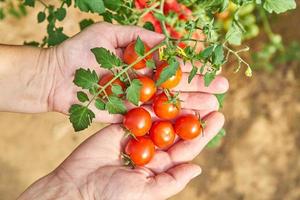 vrouwelijke handen oogsten verse tomaten in de tuin op een zonnige dag. boer die biologische tomaten plukt. groenteteelt concept foto