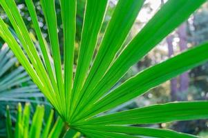 tropische bladeren close-up. jungle natuur achtergrond. foto