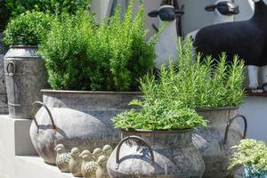 planten en kruiden in rustieke metalen bloempotten voor interieur en tuindecoratie foto