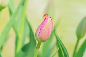 close-up van mooie bloeiende roze tulpenbloem op natuurlijke achtergrond foto