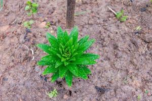 bovenaanzicht van stengel van leliebloem na de regen foto