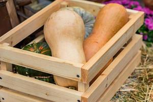 twee pompoenpompoenen in een houten kist. seizoensoogst foto