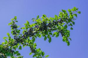 tak van de pruimenboom verlicht door de zon. paars sappig fruit in de boomgaard foto