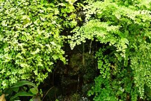 kunstmatige mini-waterval tussen groene tropische planten foto
