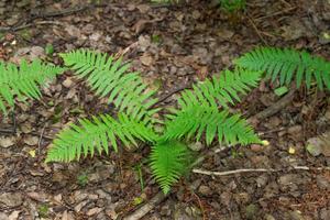 varenbladeren in het bos. selectieve vos foto