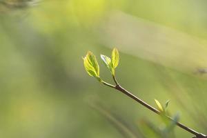 close up van boomtak met eerste bladeren toppen. lente achtergrond met kopie ruimte. foto