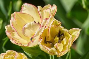 close-up van gele tulp met een selectieve focus en een ondiepe scherptediepte foto