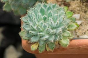 natuurlijke groene cactus in plastic bloempot. detailopname foto