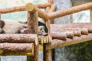 schattige slapende panda in dierentuin. wild dier foto